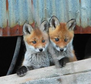 Japanese-reading-little-foxes
